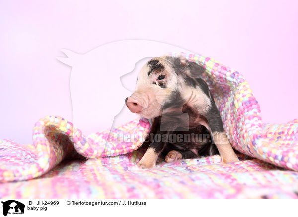 baby pig / JH-24969