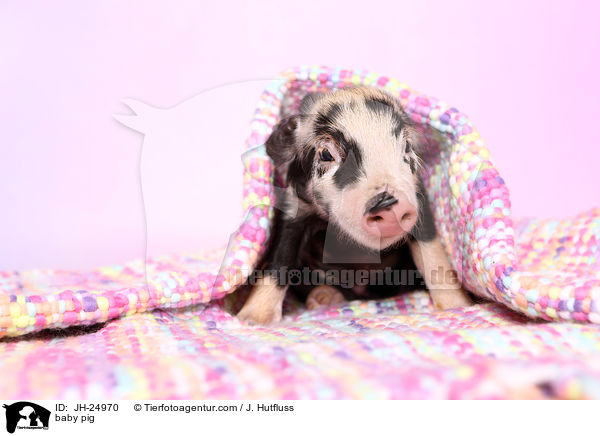 baby pig / JH-24970