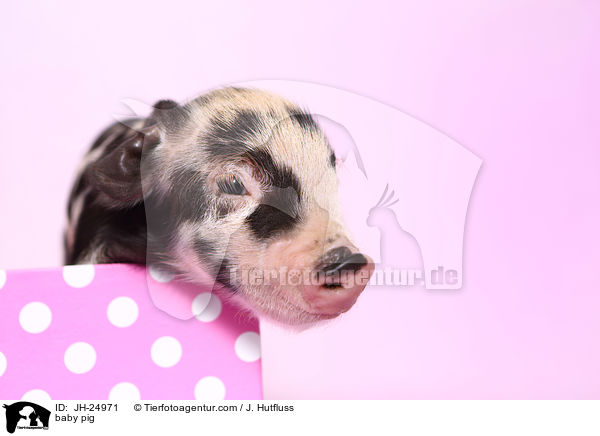 baby pig / JH-24971
