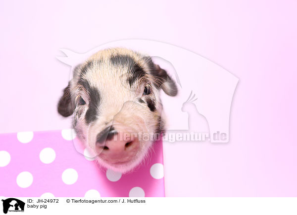 baby pig / JH-24972