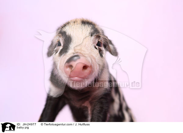 baby pig / JH-24977