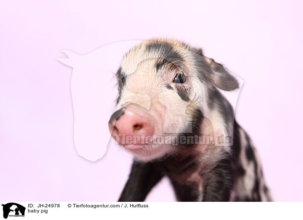 baby pig / JH-24978