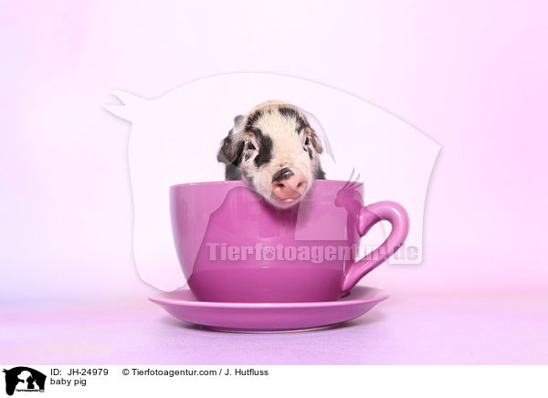 Saugferkel / baby pig / JH-24979