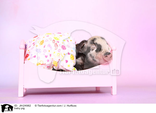 baby pig / JH-24982