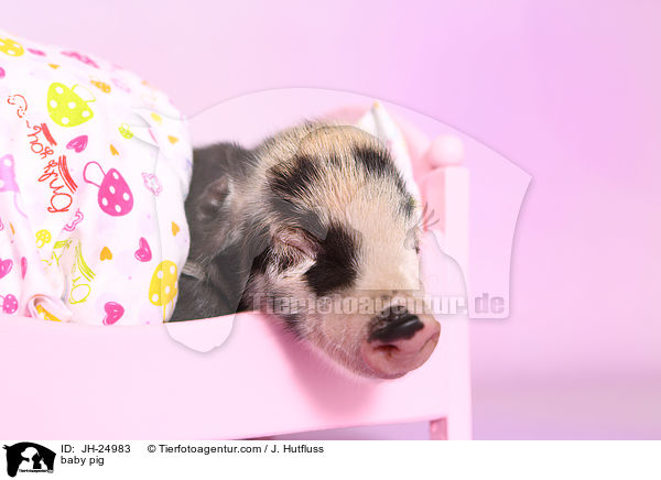baby pig / JH-24983