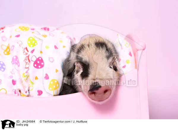 baby pig / JH-24984