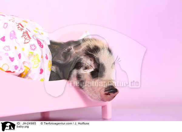 baby pig / JH-24985