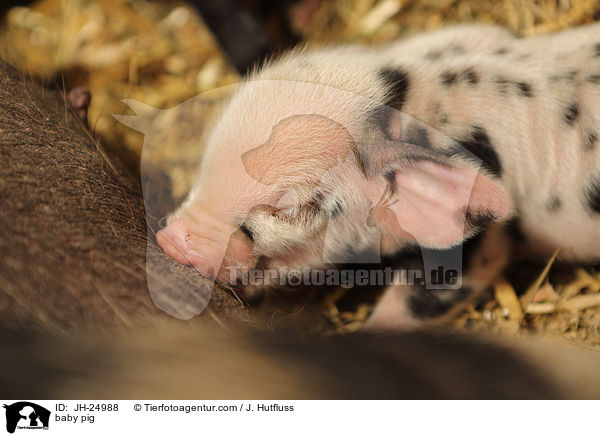 baby pig / JH-24988