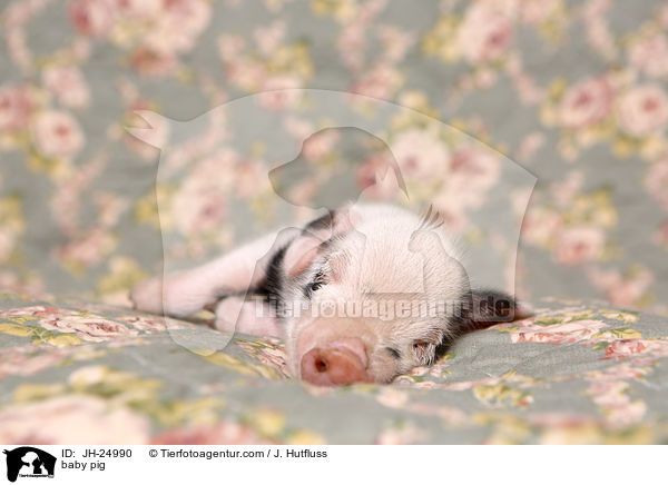 baby pig / JH-24990