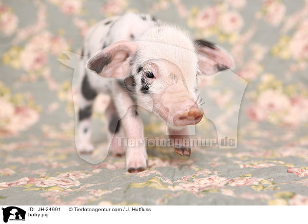 baby pig / JH-24991