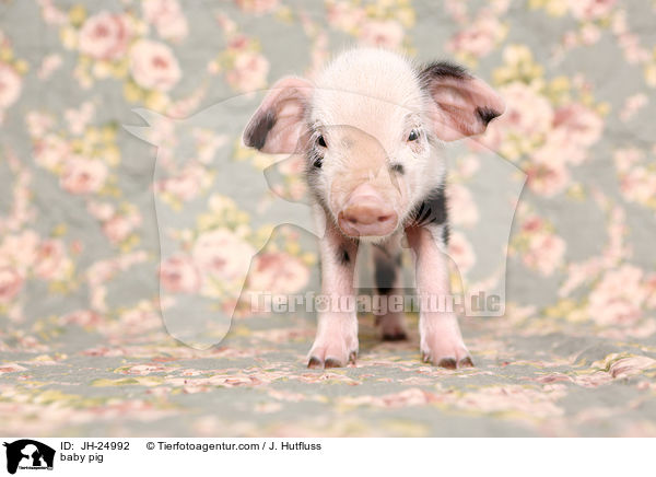 baby pig / JH-24992