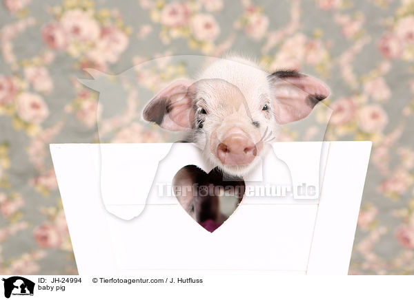 Saugferkel / baby pig / JH-24994