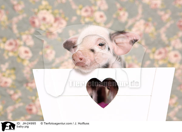 baby pig / JH-24995