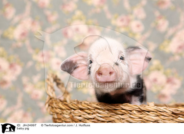 baby pig / JH-24997