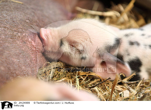 baby pig / JH-24999