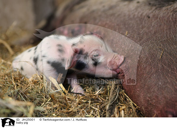 Saugferkel / baby pig / JH-25001