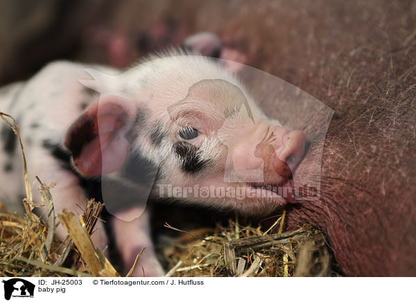 Saugferkel / baby pig / JH-25003