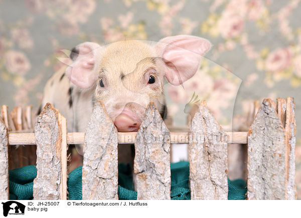 Saugferkel / baby pig / JH-25007