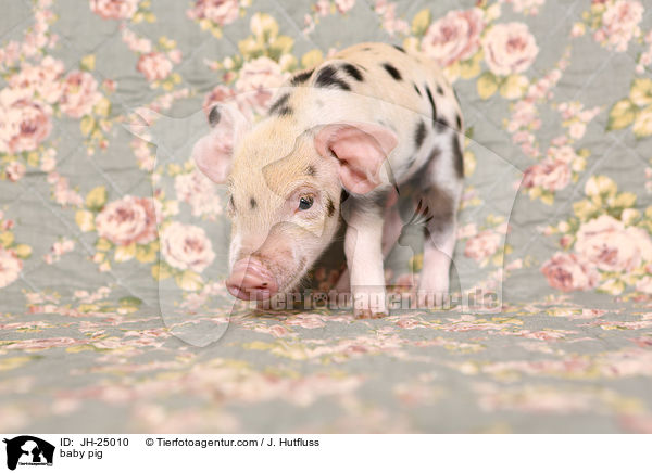 baby pig / JH-25010