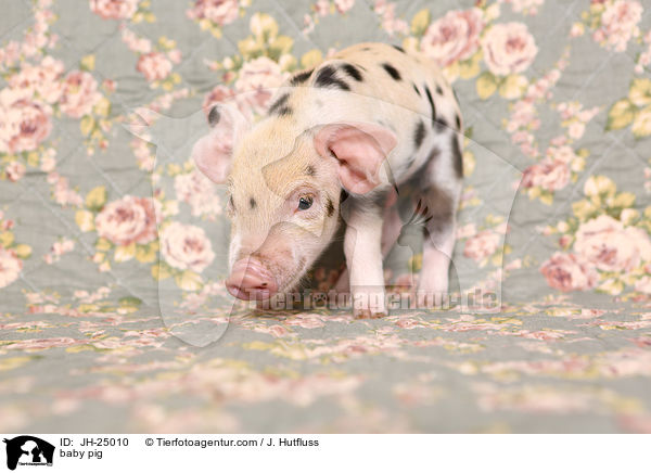 Saugferkel / baby pig / JH-25010