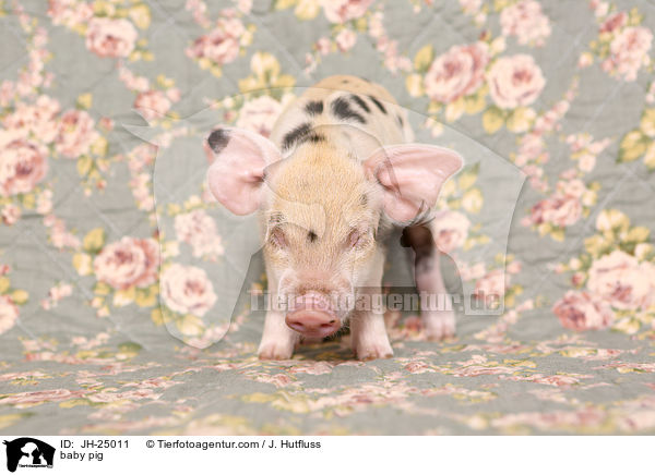 baby pig / JH-25011