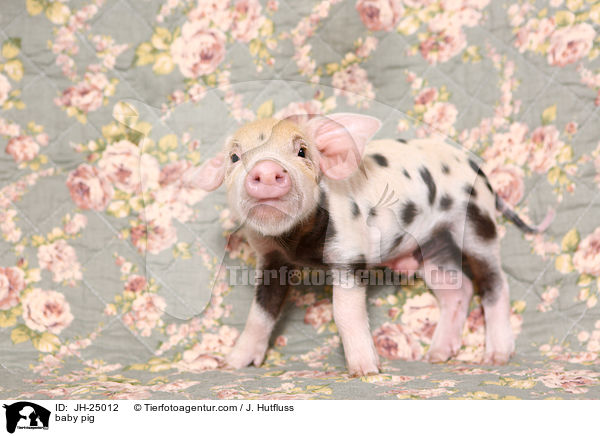 baby pig / JH-25012