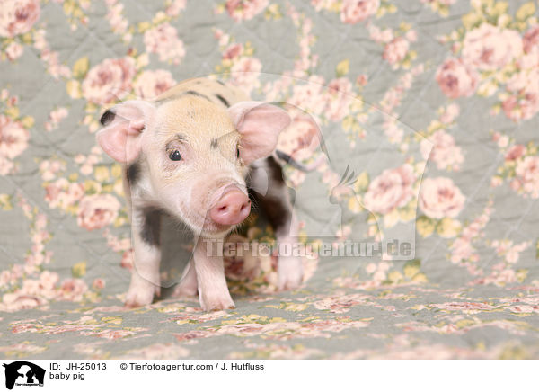Saugferkel / baby pig / JH-25013