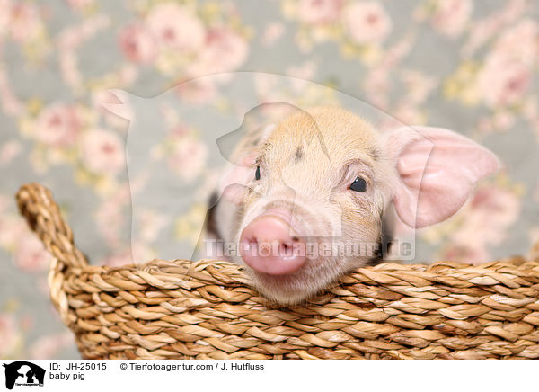 baby pig / JH-25015
