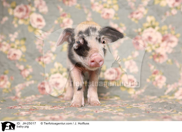 baby pig / JH-25017