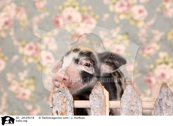 Saugferkel / baby pig / JH-25018