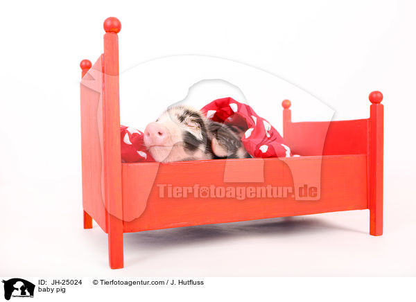 Saugferkel / baby pig / JH-25024