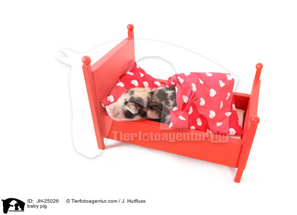 Saugferkel / baby pig / JH-25026