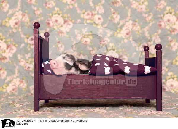 Saugferkel / baby pig / JH-25027