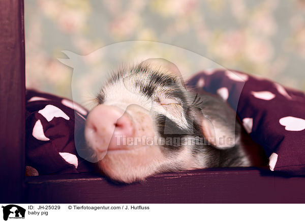baby pig / JH-25029