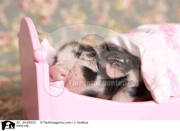 baby pig / JH-25033