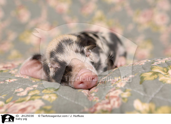 baby pig / JH-25036