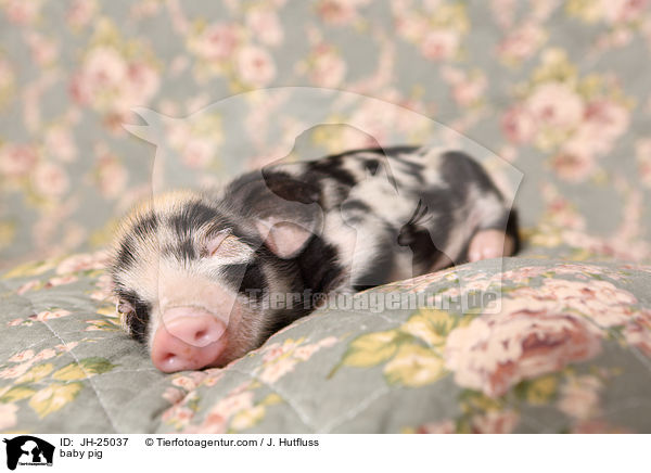 Saugferkel / baby pig / JH-25037