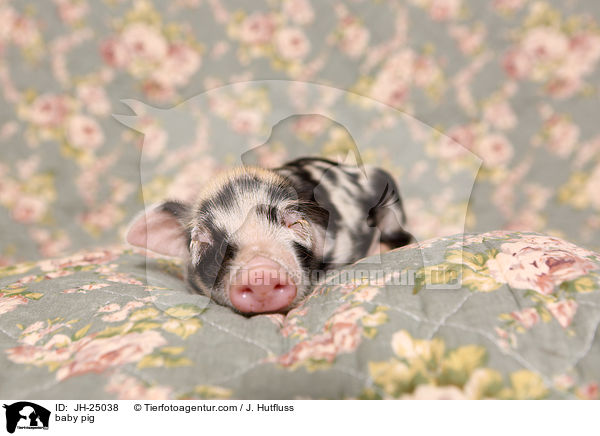 baby pig / JH-25038