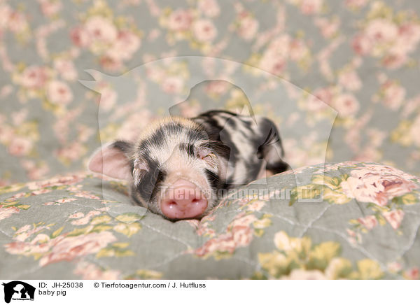 Saugferkel / baby pig / JH-25038
