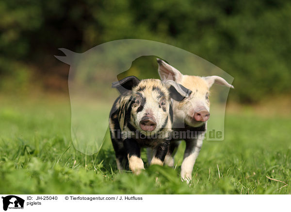 Ferkel / piglets / JH-25040