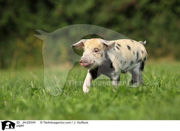 Ferkel / piglet / JH-25044