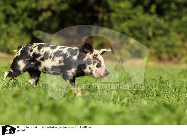 Ferkel / piglet / JH-25054