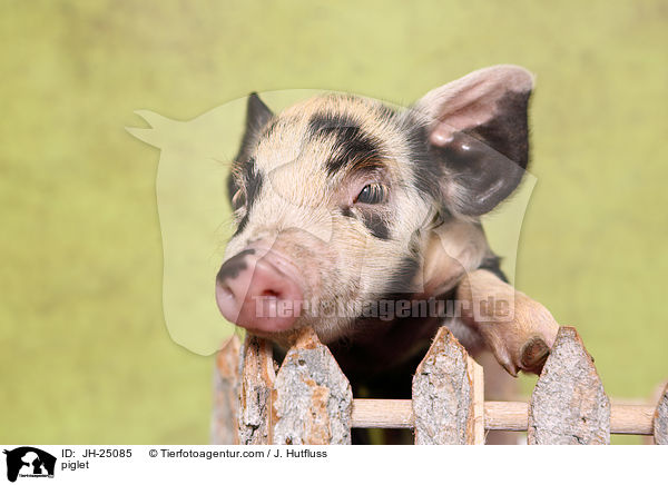 Ferkel / piglet / JH-25085