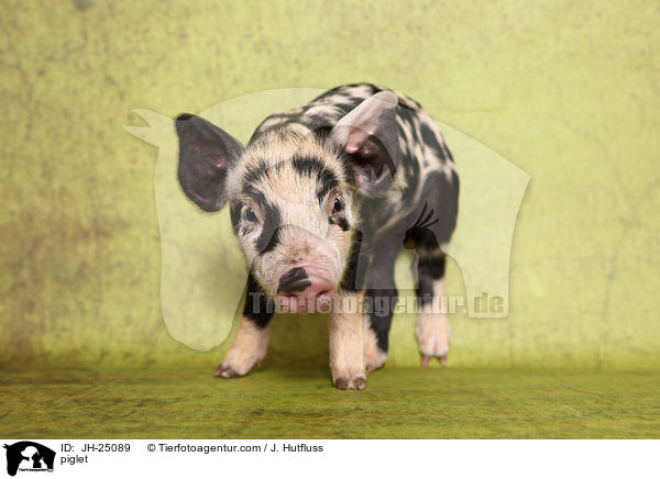 Ferkel / piglet / JH-25089