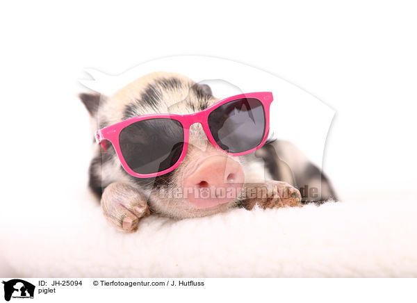 Ferkel / piglet / JH-25094