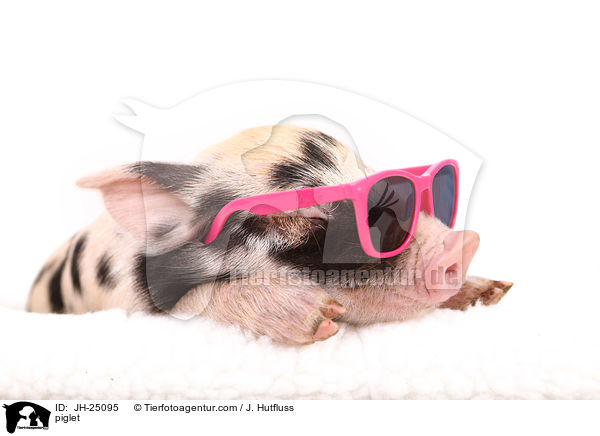 Ferkel / piglet / JH-25095