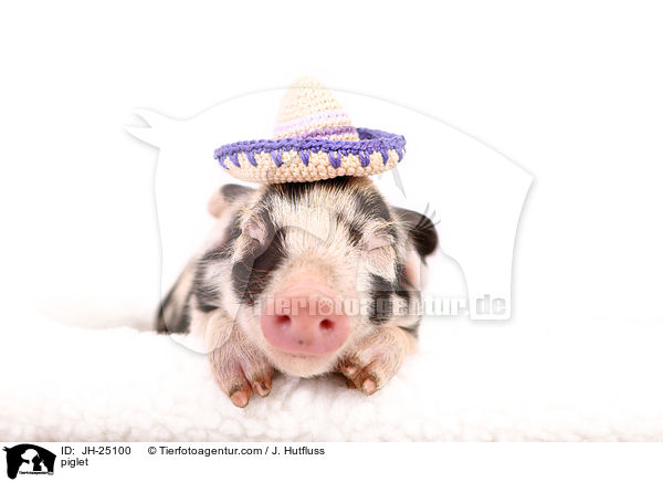 Ferkel / piglet / JH-25100