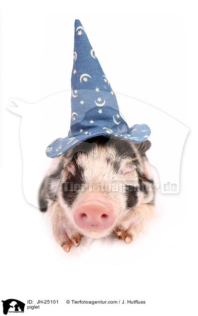Ferkel / piglet / JH-25101