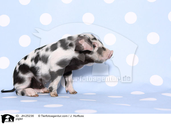 Ferkel / piglet / JH-25236