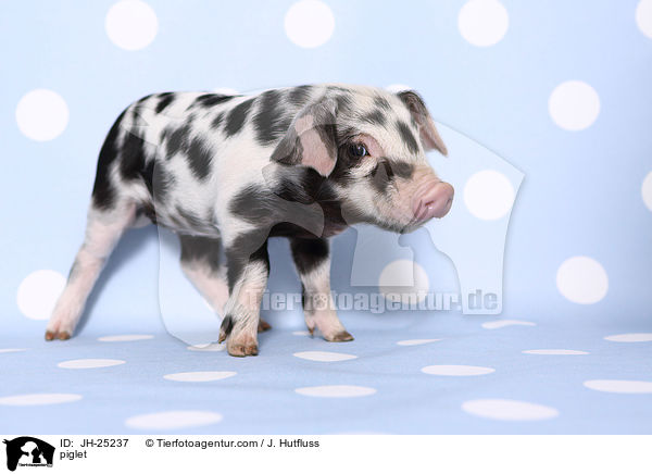 Ferkel / piglet / JH-25237